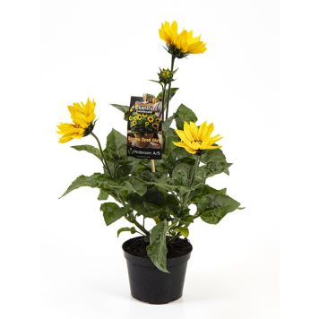 SOLROS SUNBELIEVABLE KRUKA 12CM