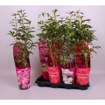 PION OLIKA FÄRGER KRUKA 14CM                               