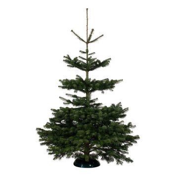 JULGRAN KUNGSGRAN 250-300CM