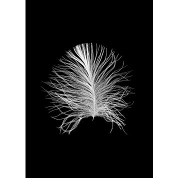 POSTER KOMAR FEATHER 40X50CM BLACK