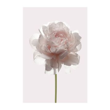 POSTER KOMAR ROSE 30X40CM