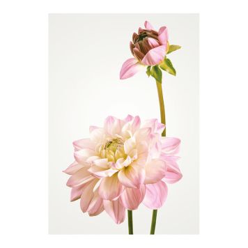 POSTER KOMAR DAHLIA 30X40CM