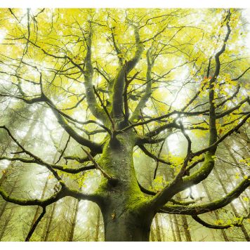 FOTOTAPET KOMAR DRÖMTRÄDET