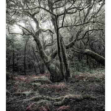 FOTOTAPET KOMAR MODELLEN