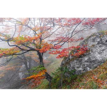 FOTOTAPET KOMAR EUFORI