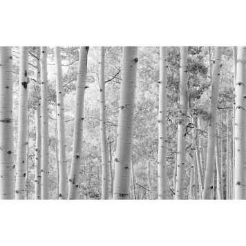 FOTOTAPET KOMAR ASPSKOG