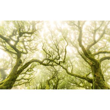 FOTOTAPET KOMAR GRÖN ELD