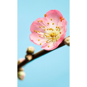 FOTOTAPET KOMAR PEACH BLOSSOM