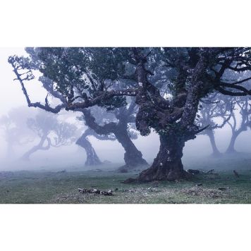 FOTOTAPET KOMAR SPÖKLINJE