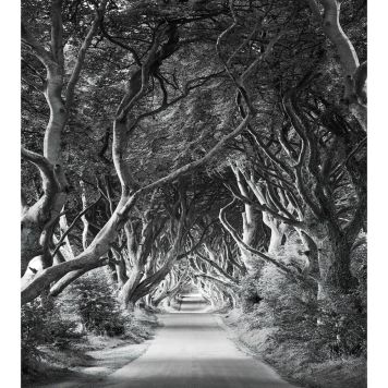 FOTOTAPET KOMAR FOREVENUE