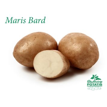 SÄTTPOTATIS STUBBESTORP MARIS BARD TIDIG 1KG