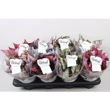 BEGONIA BELEAF INCA FLAME 12CM             