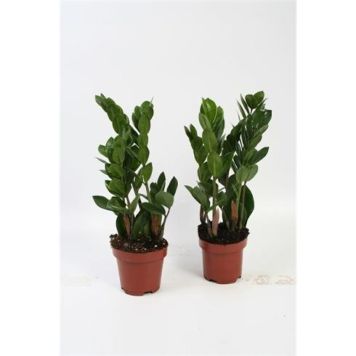 GARDEROBSBLOMMA ZAMIOCULCAS 12CM