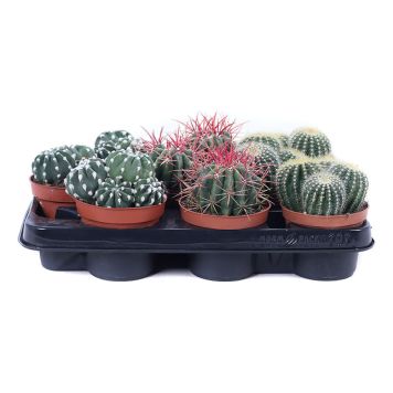 KAKTUS OLIKA SORTER KRUKA 12CM