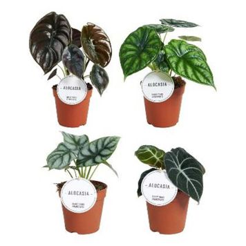 ALOKASIA OLIKA SORTER KRUKA 12CM