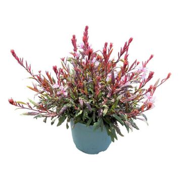 SOMMARLJUS KRUKA 17CM