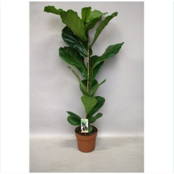 FILOFIKUS KRUKA 21CM 