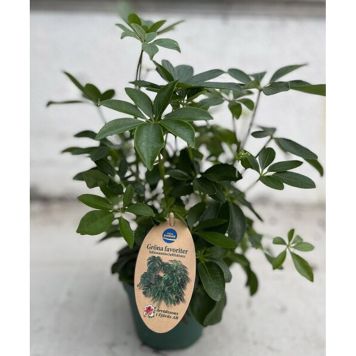 PARAPLYARALIA KRUKA 14CM 