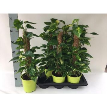 GULLRANKA PÅ MOSSTOCK KRUKA 17CM