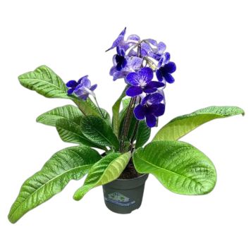 KORNETTBLOMMA OLIKA FÄRGER 12CM
