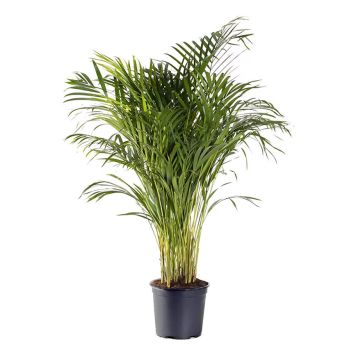 GULDPALM KRUKA 19CM