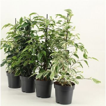 BENJAMINFIKUS KRUKA 14CM