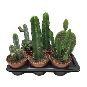 KAKTUS OLIKA SORTER KRUKA 17CM