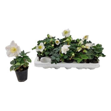 JULROS CHRISTMAS CAROL KRUKA 12CM