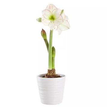 AMARYLLIS PICASSO KRUKA 13CM
