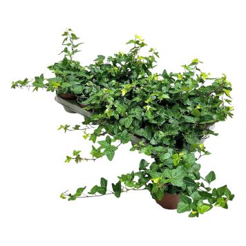 MURGRÖNA KRUKA 12CM