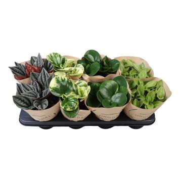 PEPEROMIA OLIKA SORTER KRUKA 12CM