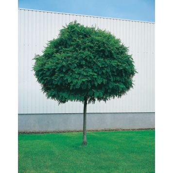 HÖGSTAMSTRÄD KLOTROBINIA 220-250CM STAMOMFÅNG 8-10CM