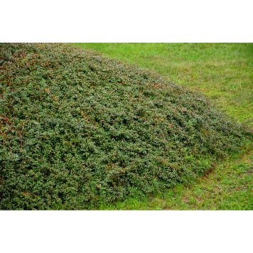 HÄCK KRYPOXBÄR 20-40CM 100-PACK BARROT