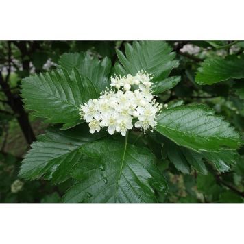 HÄCK HÄCKOXEL 50-80CM 100-PACK BARROT