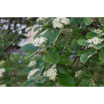 HÖGSTAMSTRÄD OXEL SOBRUS 300-325CM
