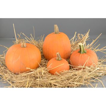 HALLOWEENPUMPA STOR 5-7KG