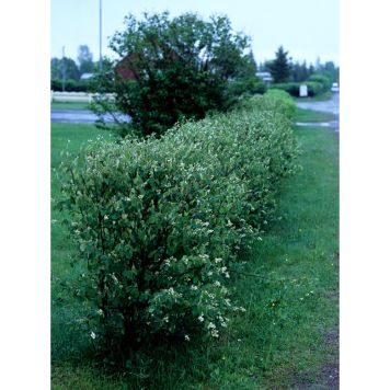 HÄCK HÄGGMISPEL SPICATA 50-80CM 10-PACK BARROT