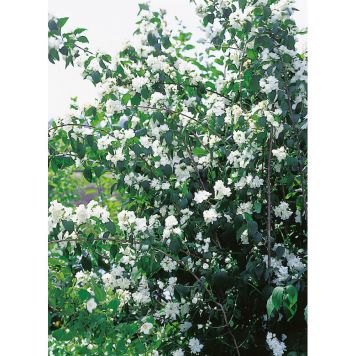 SOLITÄR KAMELIASCHERSMIN VIRGINAL 100-125CM