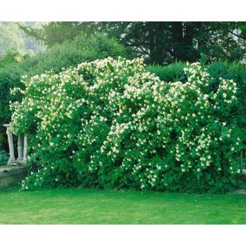 HÄCK SMÅBLOMMIG SCHERSMIN 'MONT BLANC' 80-100CM 5-PACK BARROT 