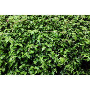 HÄCK LITEN STEFANANDRA 20-40CM 10-PACK BARROT