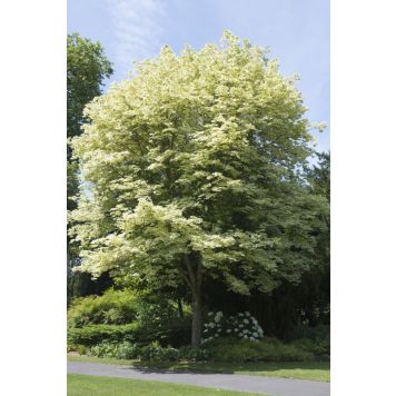 VITBROKIG SKOGSLÖNN ACER PLATANOIDS DRUMMONDII 120CM