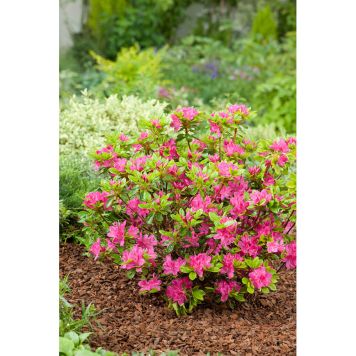 RHODODENDRON JAPANSK AZALEA RÖDROSA 20-25CM 5-PACK 