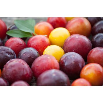 PLOMMONTRÄD FAMILJ 150-250CM