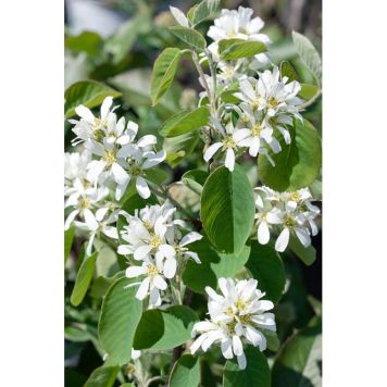 HÄCK BÄRHÄGGMISPEL ALNIFOLIA 50-80CM 100-PACK BARROT