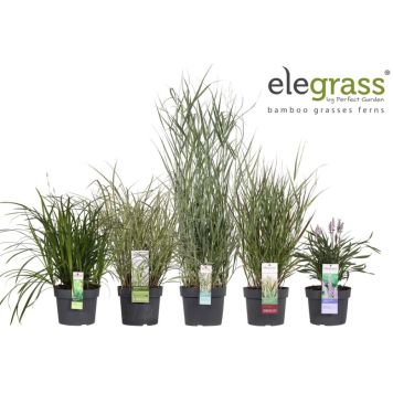 PRYDNADSGRÄS OLIKA SORTER KRUKA 19CM