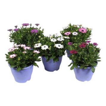 STJÄRNÖGA KRUKA 19CM