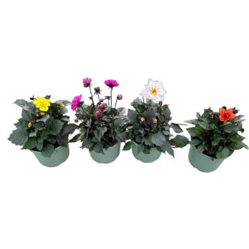 DAHLIA LABELLA KRUKA 19CM