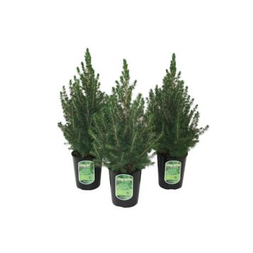 SOCKTOPPSGRAN CONICA KRUKA 19CM