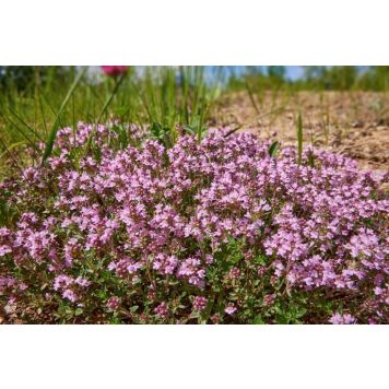PERENN PURPURTIMJAN COCCINEUS KRUKA 9CM
