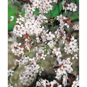 HÄCK KÖRSBÄRSPLOMMON 60-100CM 10-PACK BARROT